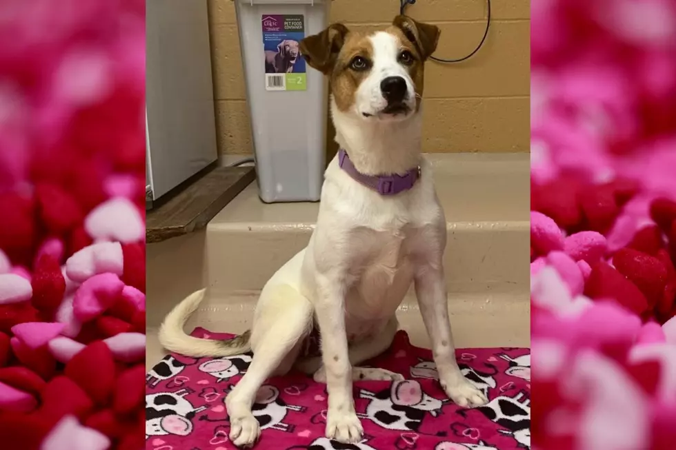 Wiggly Tail Wednesday: Meet Brenna Of Calhoun County