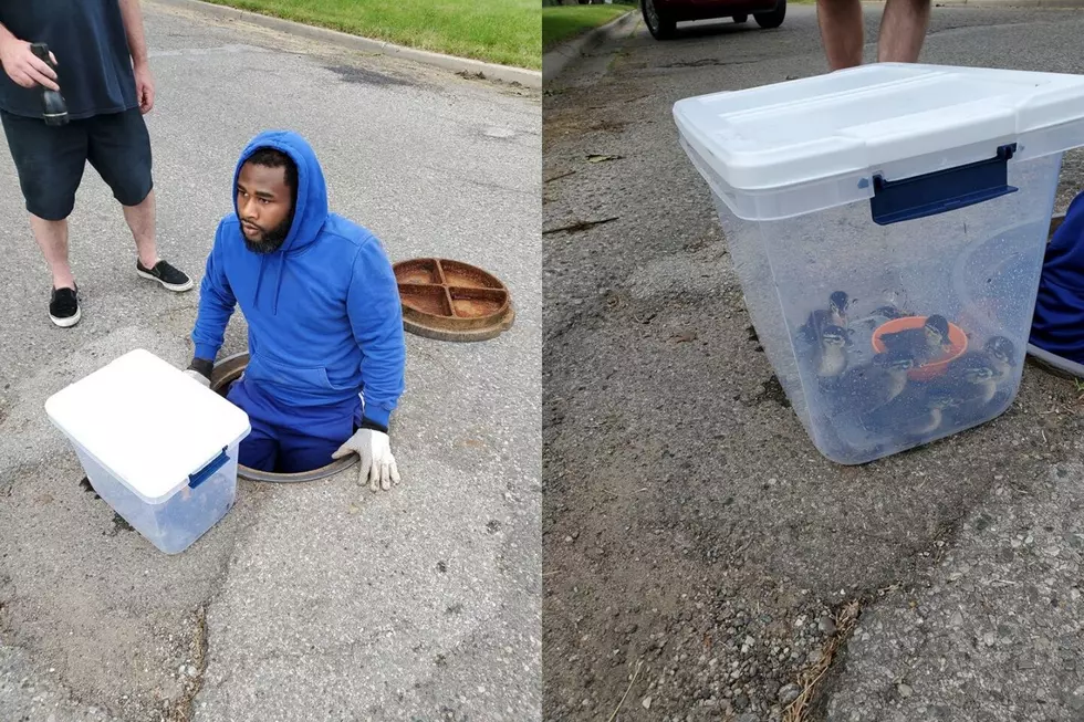 Jackson Residents Rescue Ducklings From Sewer