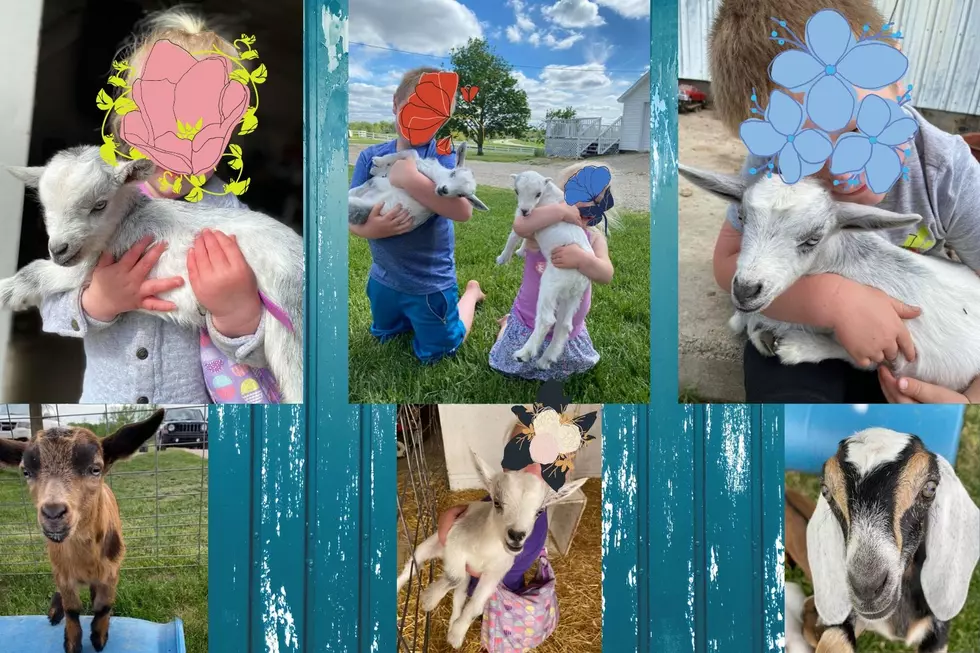 6 Baby Goats Stolen From Barry County Farm