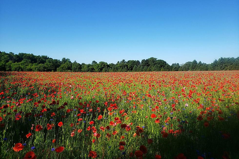 The Touching Reason Behind This Field Of Flowers In Fennville