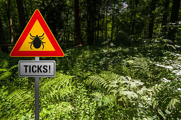 Tick Disease That Mimics COVID-19 On The Rise In Michigan
