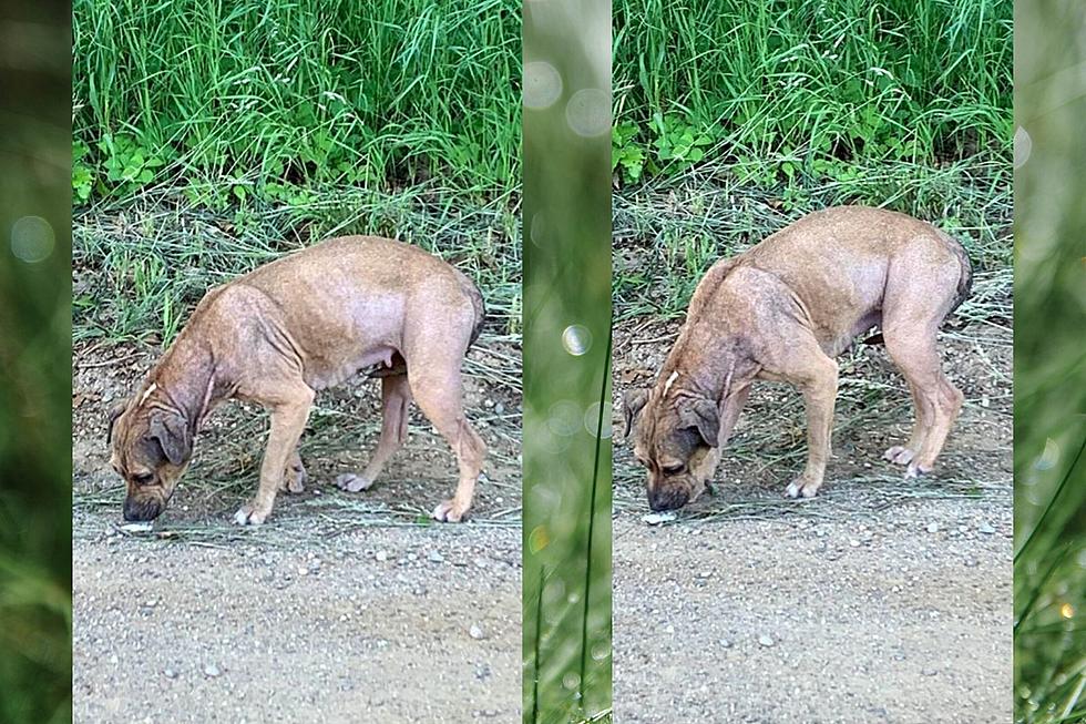 See Michigan Rescue Dog’s Stunning 15 Day Transformation & How You Can Help