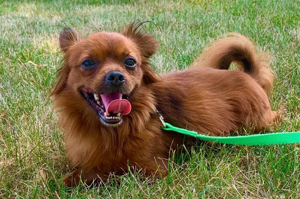 Wiggly Tail Wednesday: Meet Diego Of Calhoun County