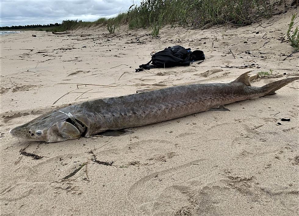 What Is Going On At Sleeping Bears Dunes National Lakeshore