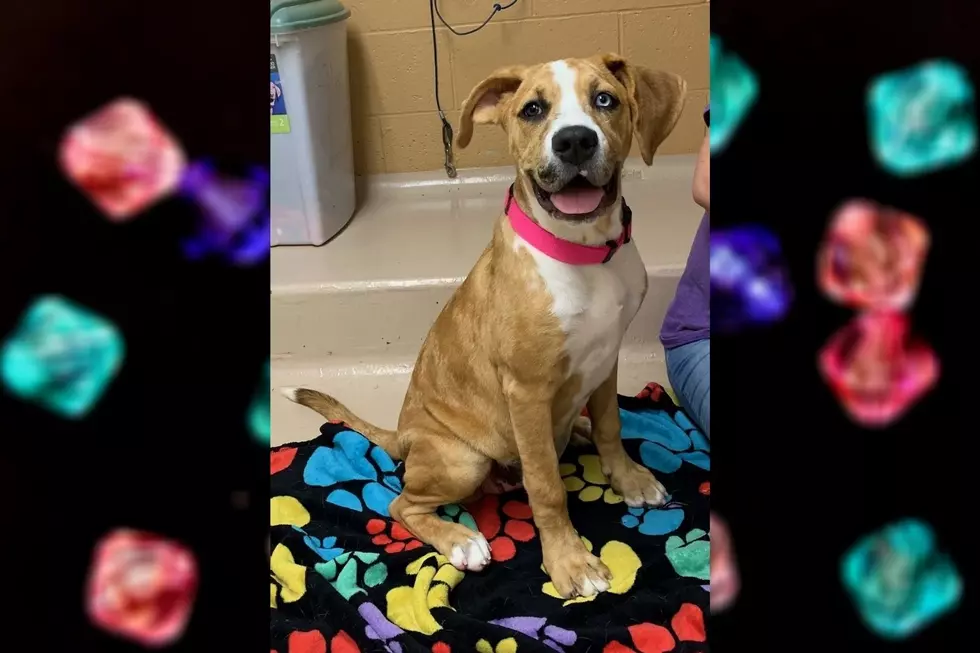 Wiggly Tail Wednesday: Meet Aurora Of Calhoun County