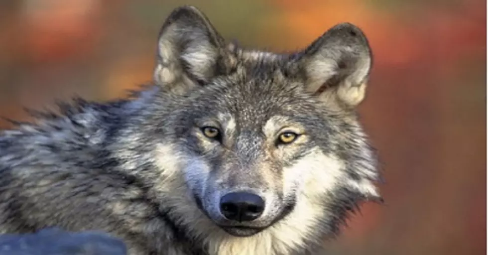 Feds Removing Some Protections For Gray Wolves