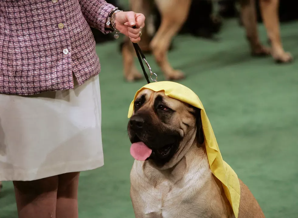 Woman Who Took Husband For A Walk On A Leash Is Ticketed