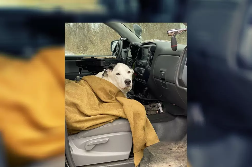 Michigan DNR Officer Rescues Dog After 100 Foot Fall Off Cliff