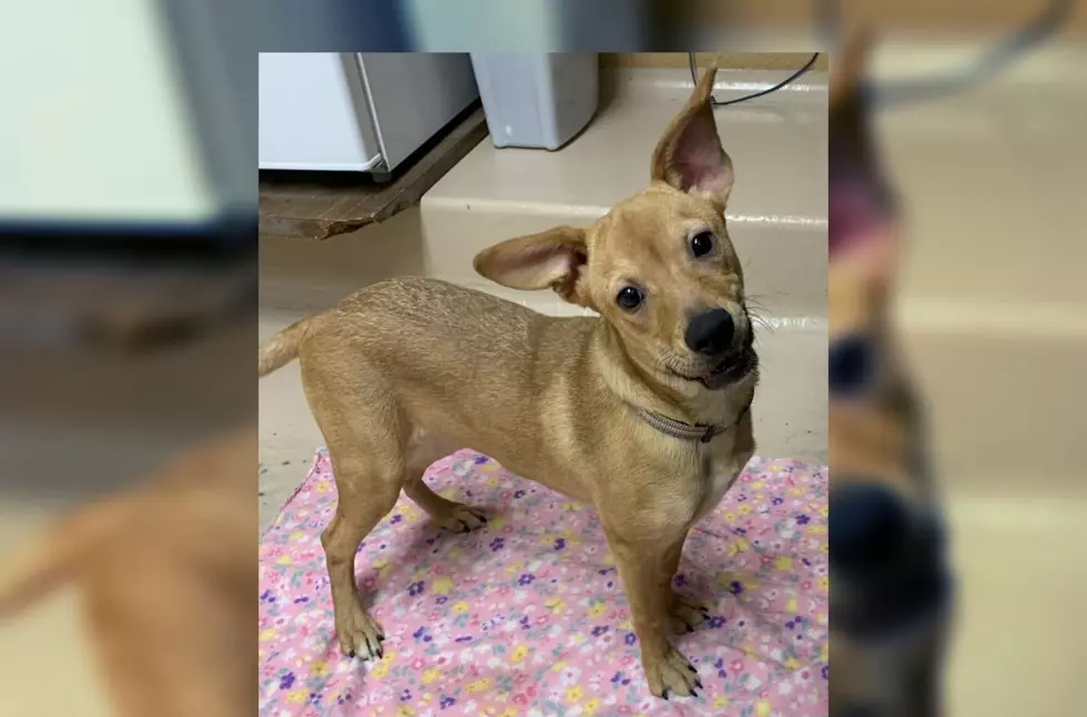 Wiggly Tail Wednesday: Meet Fawn Of Calhoun County