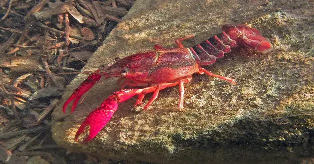 Calhoun And Kalamazoo County Invasives Targeted for Eradication