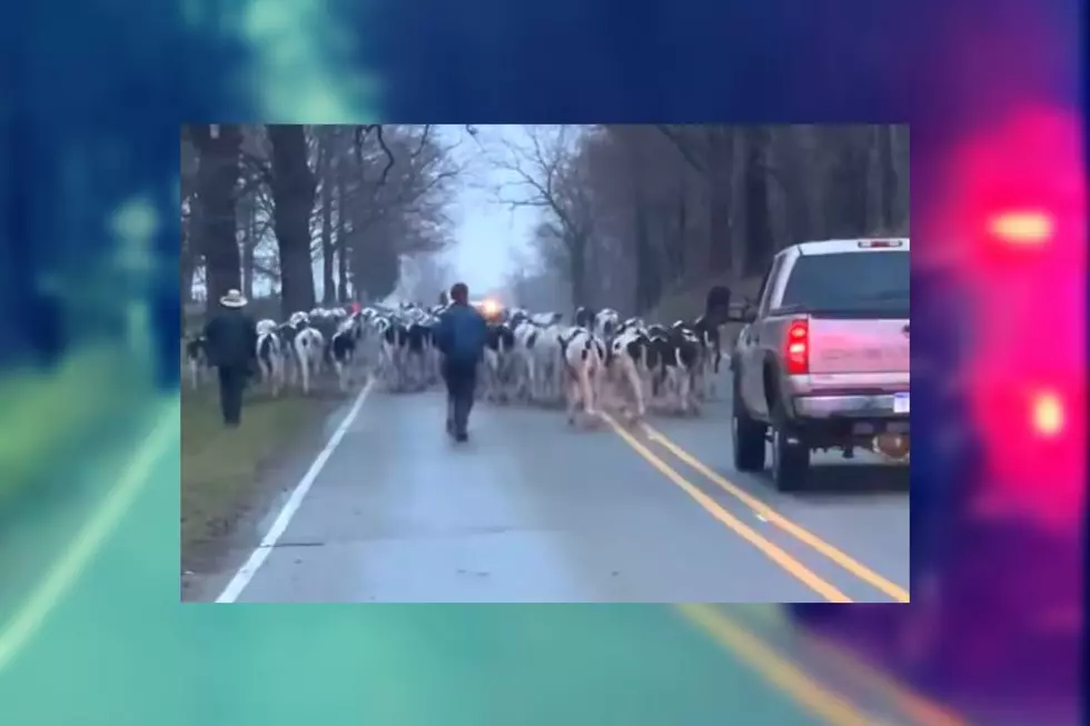 Branch County Sheriff&#8217;s Deputies Shares Video of Cow Traffic Jam near Hastings, Michigan