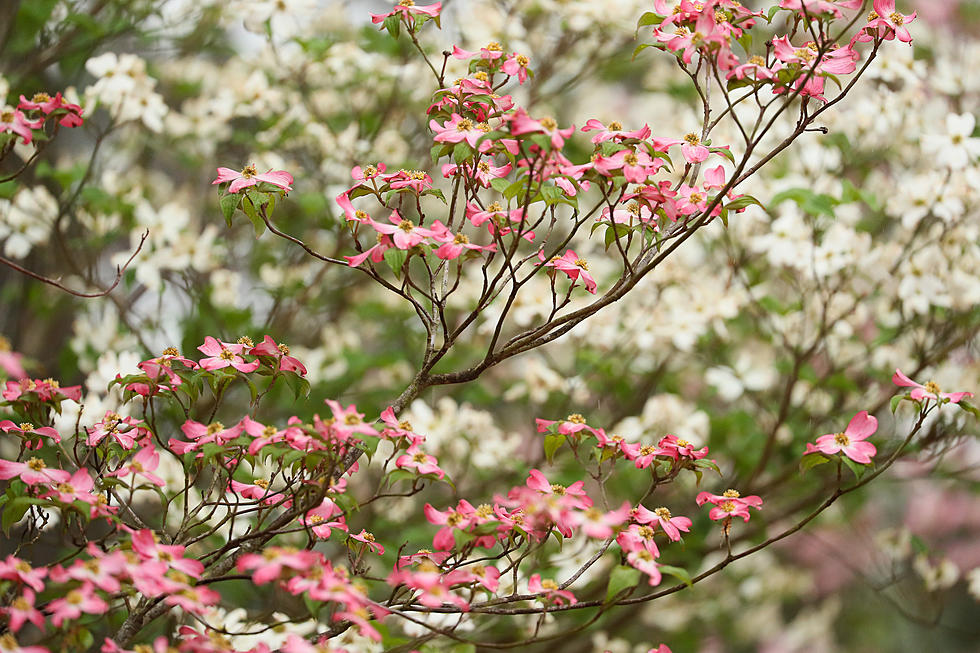 Garden Show Update &#8211; Dogwood and Maple Maintenance