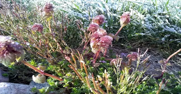 SW MI Growers And Farmers Still Reviewing Freeze Damage