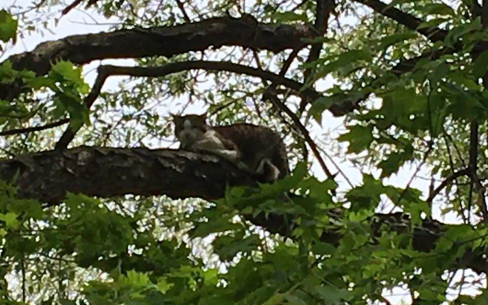 What Do You Do When Your Cat Gets Stuck in a Tree?