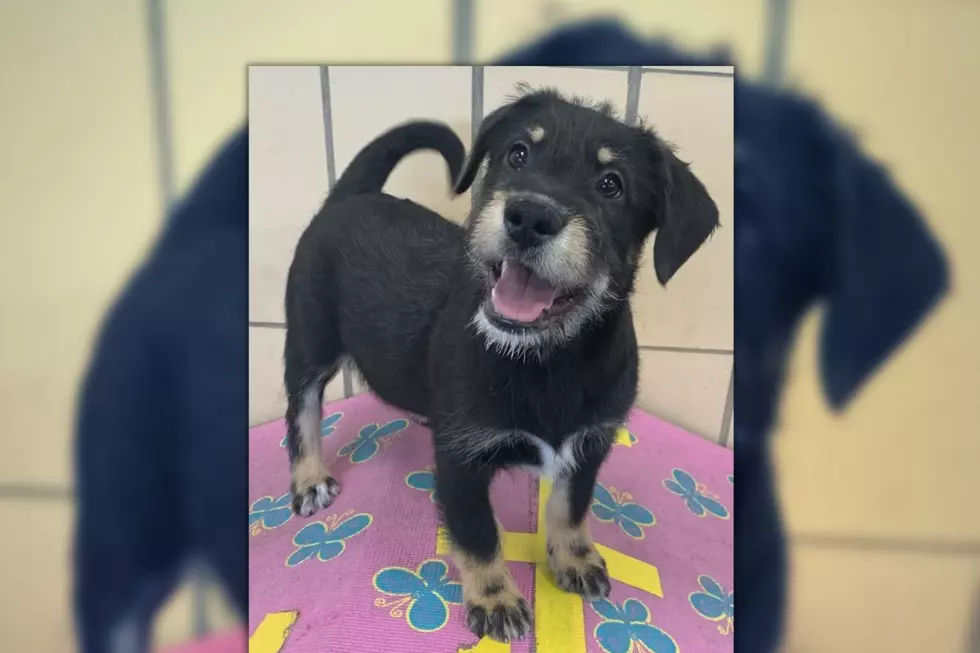 Wiggly Tail Wednesday: Meet Murphy of Calhoun County