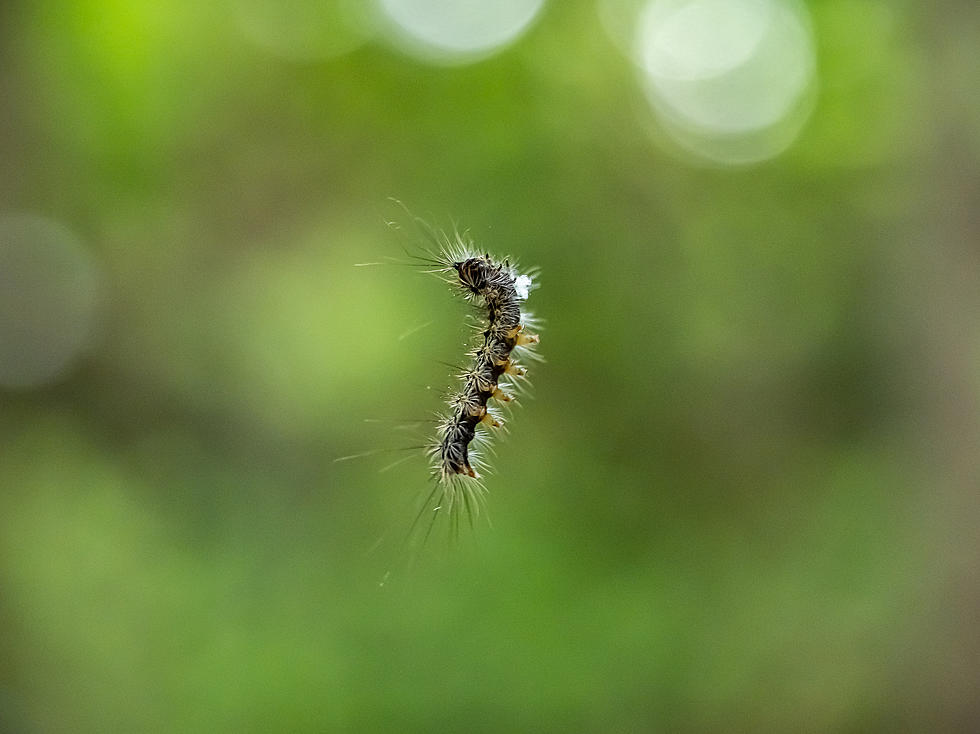 Garden Show Update – Gypsy Moths Have Wandered To Our Area