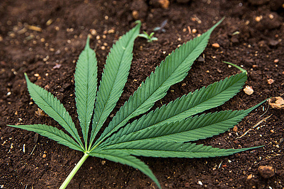 Whitmer Signs New Marijuana Regulations