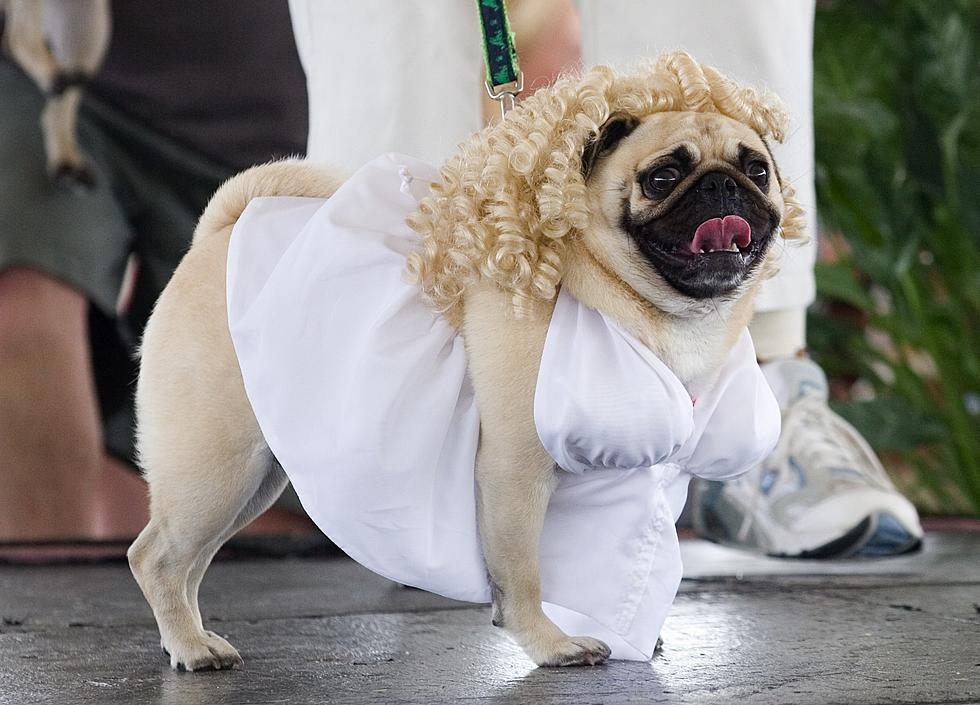 Michigan Town’s Mayoral Race Includes A Goat, Chicken And A Dog