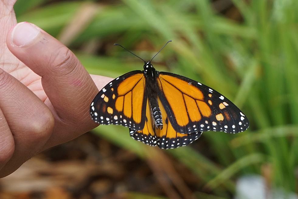 Grounded in 2020, Butterflies are Cleared for Take Off