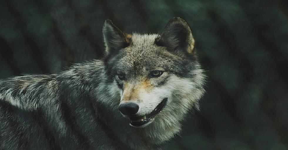 Fight Over Wolf Management Heats Up In Michigan