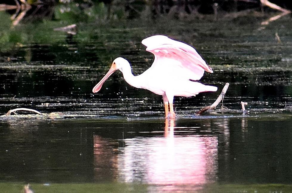 Tropical Bird Spotted in Michigan for the First Time in History