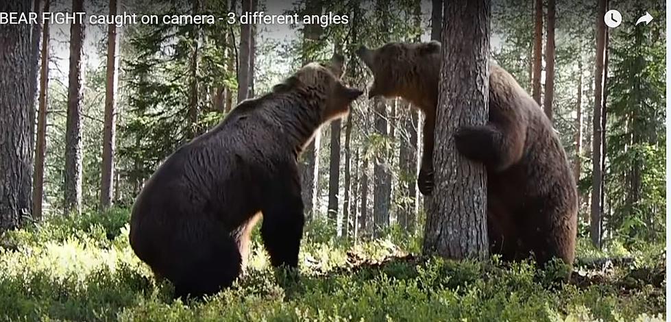 Video Of Two Huge Bears In An Epic Battle In The Wild