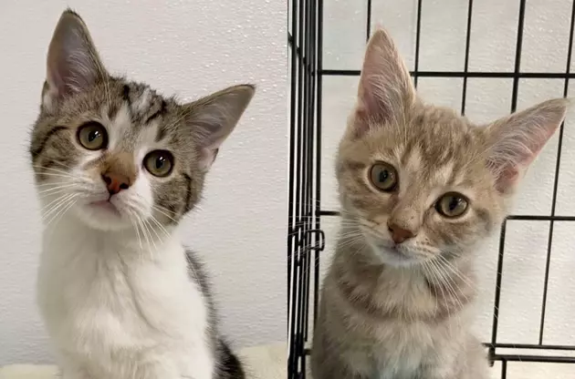 William and Lotus of Battle Creek are Two Brothers Looking for their Forever Home