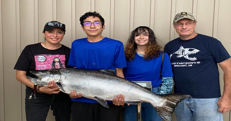 New Record King Salmon In Michigan