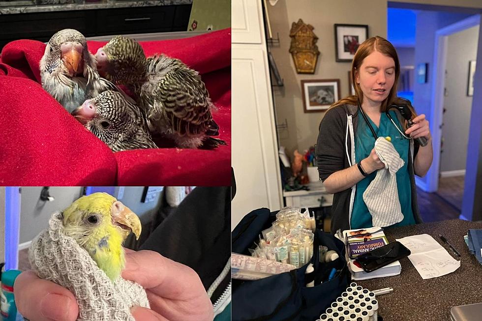 Battle Creek Rescue Caring for 300 Birds from Hoarding Situation