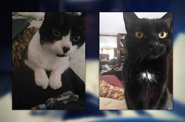 Two Cats Missing After Fire Destroys Home North of Battle Creek