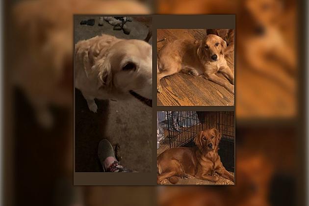 Michigan Rescue Asks for Help Locating 3 Abandoned Golden Retrievers