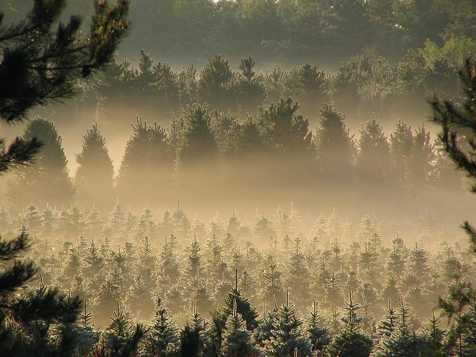 Michigan Ranks Third In The Country For Christmas Trees