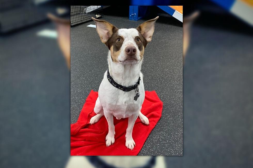 Fred of Battle Creek is a Smart Boy that Knows Sit and Fetch