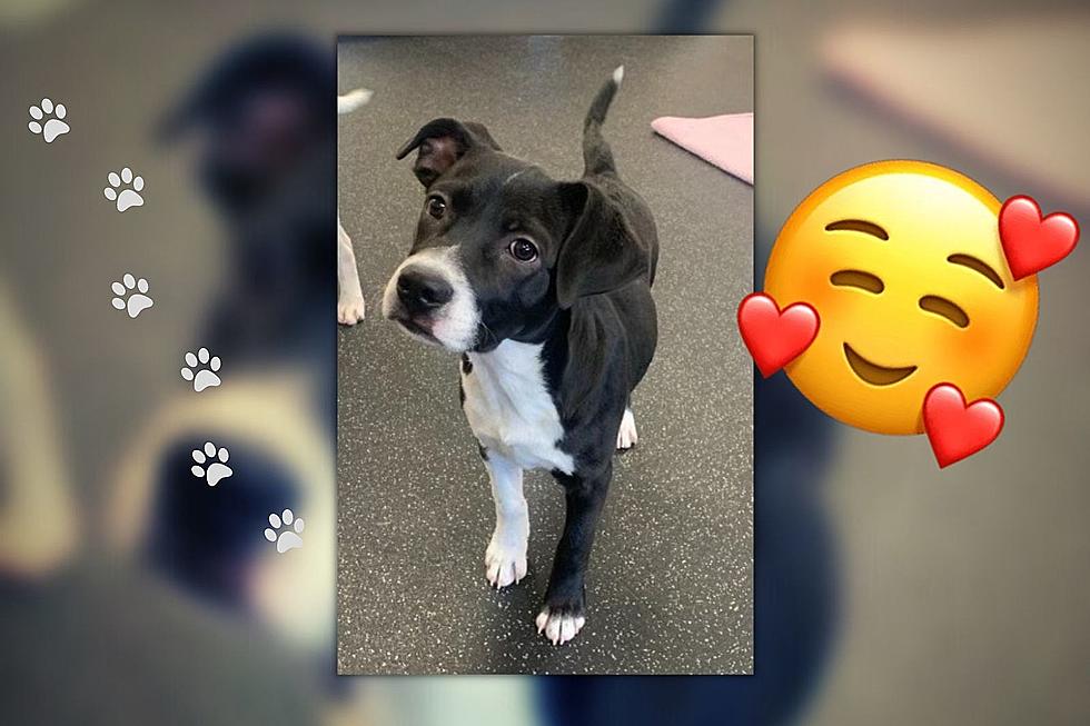 Cali of Battle Creek is a Spunky Pup Full of Love
