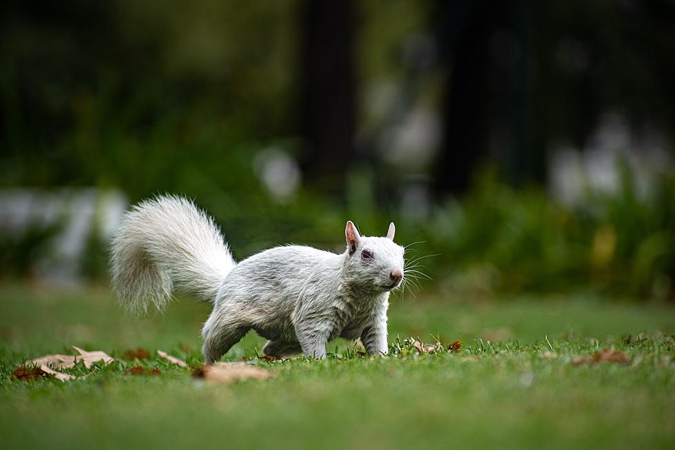 Have You Ever Seen A Rare Albino Squirrel?  They Are Here In MI