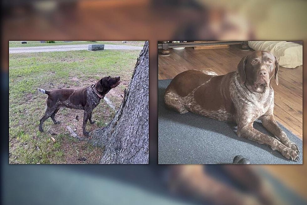 3,000 Reward Being Offered for Dog that Went Missing in Portage