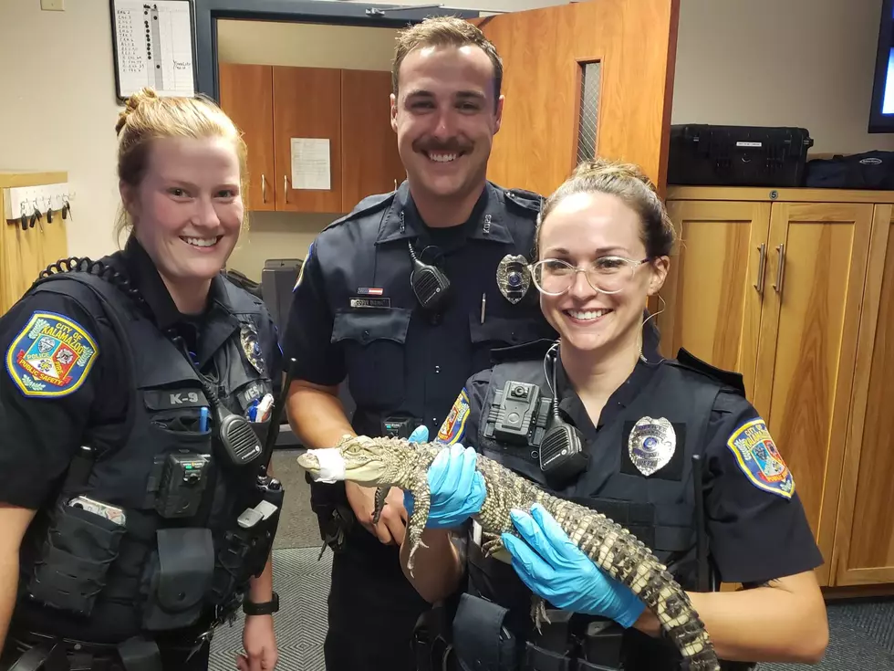 Kalamazoo Police Capture Alligator Crossing Busy Street 