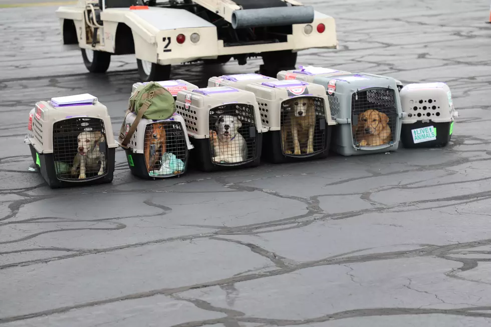 Michigan Pet Foundation Rescues Florida Strays