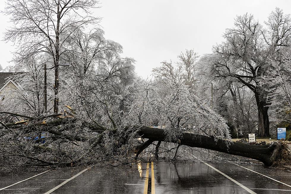 4 Important Tips Dealing With Tree Damage From Michigan Ice Storm