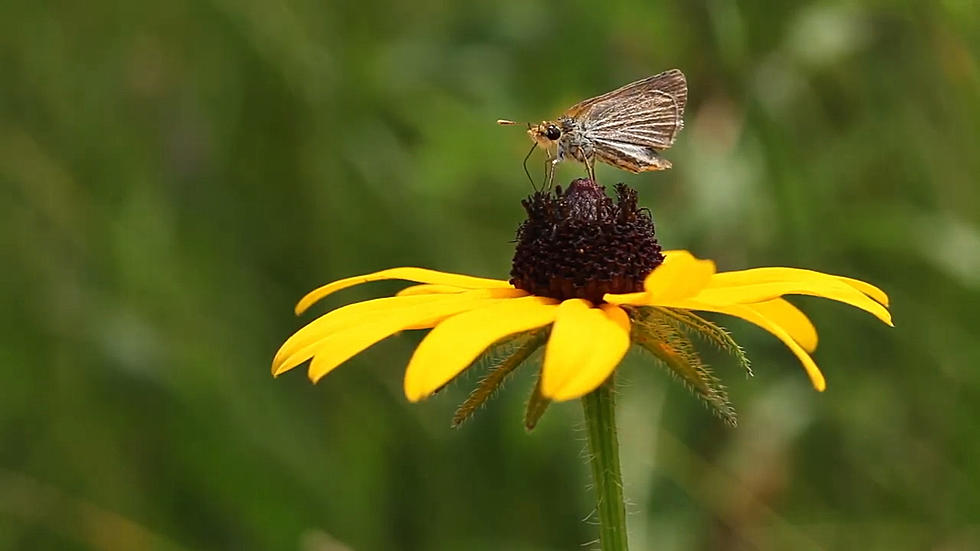 A Small Butterfly May Soon Vanish From Michigan Prairies