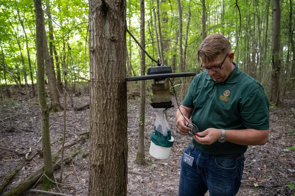 Mosquitos In Kentucky Are Tested After West Nile Virus Found In Area