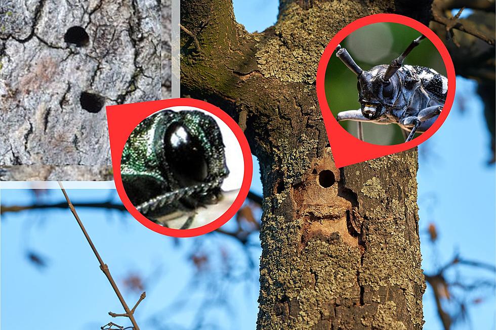 Invasive Insects Threaten Michigan Trees: Report The Signs