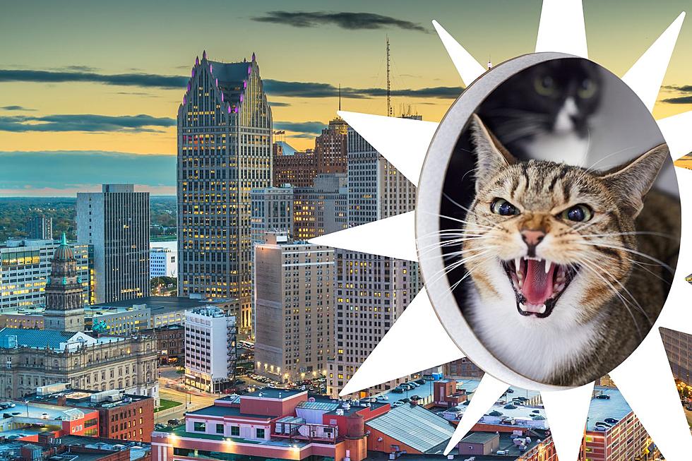 Detroit Named the Worst City for Cats