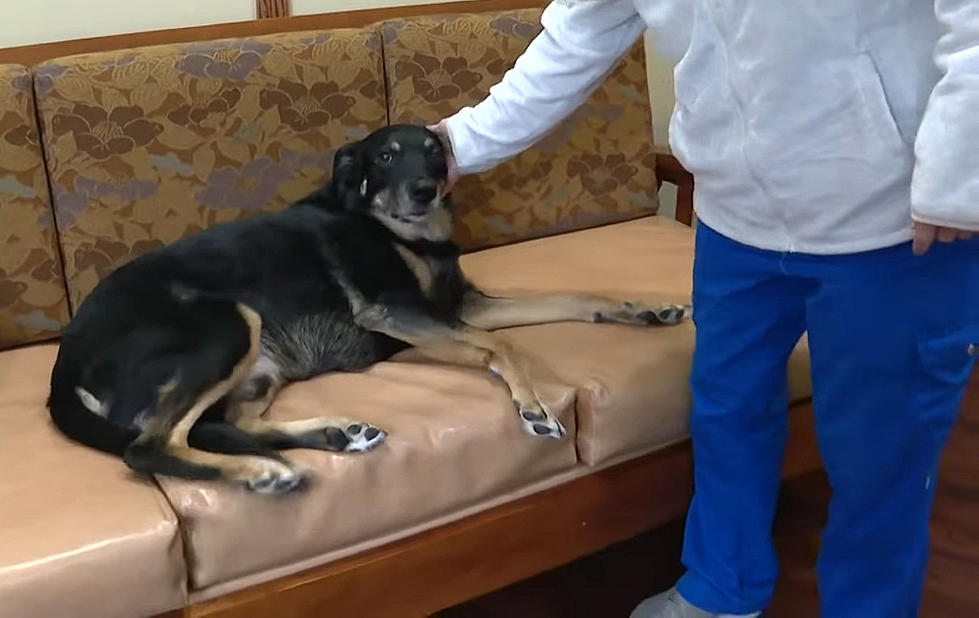 From Stray To Savior: Michigan Stray Dog Adopts Nursing Home