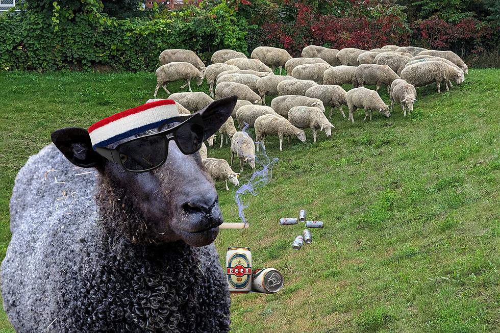 Battle Creek Hires Sheep For Lawn Maintenance