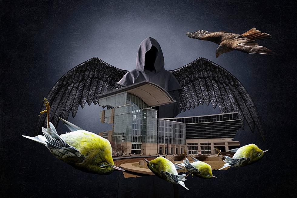 Hundreds Of Michigan Migrating Birds Slam Into Chicago Building