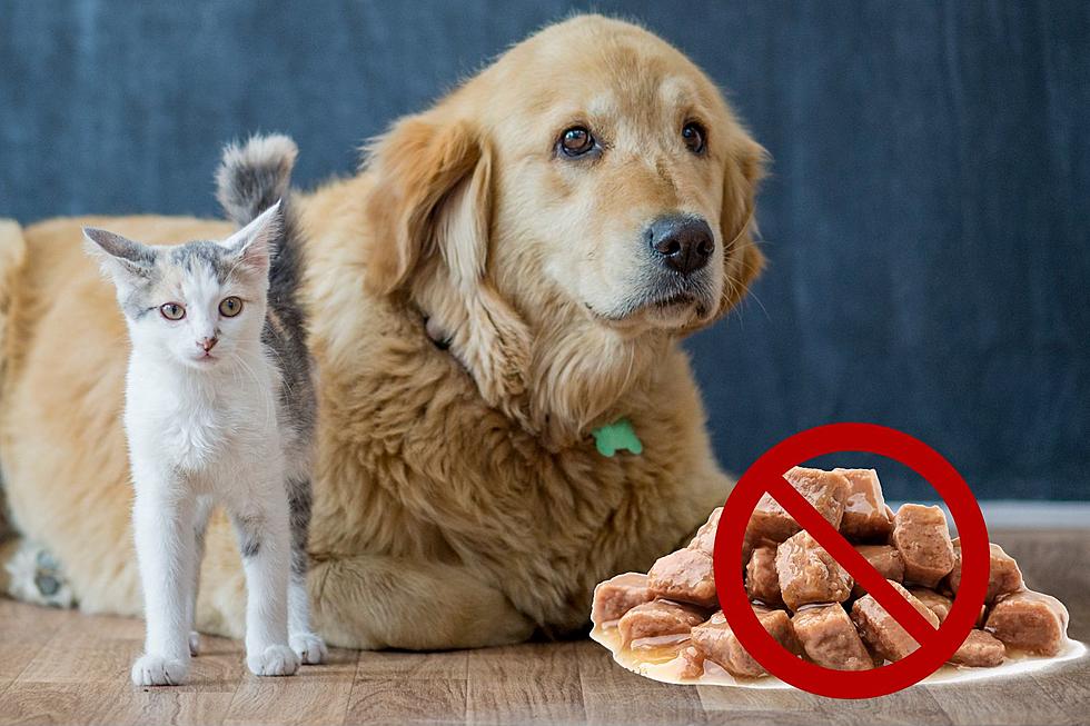 Michigan, Don&#8217;t Feed Your Pet This Recalled Cat and Dog Food