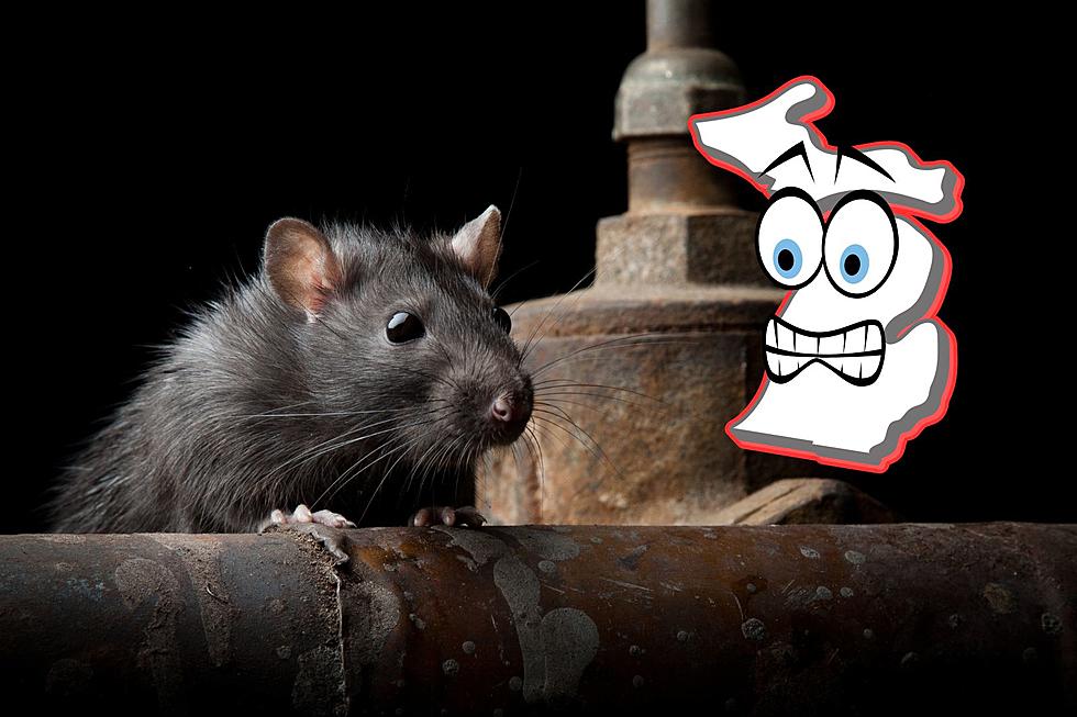Michigan Cities Named Among Most Rat-Infested In the U.S.