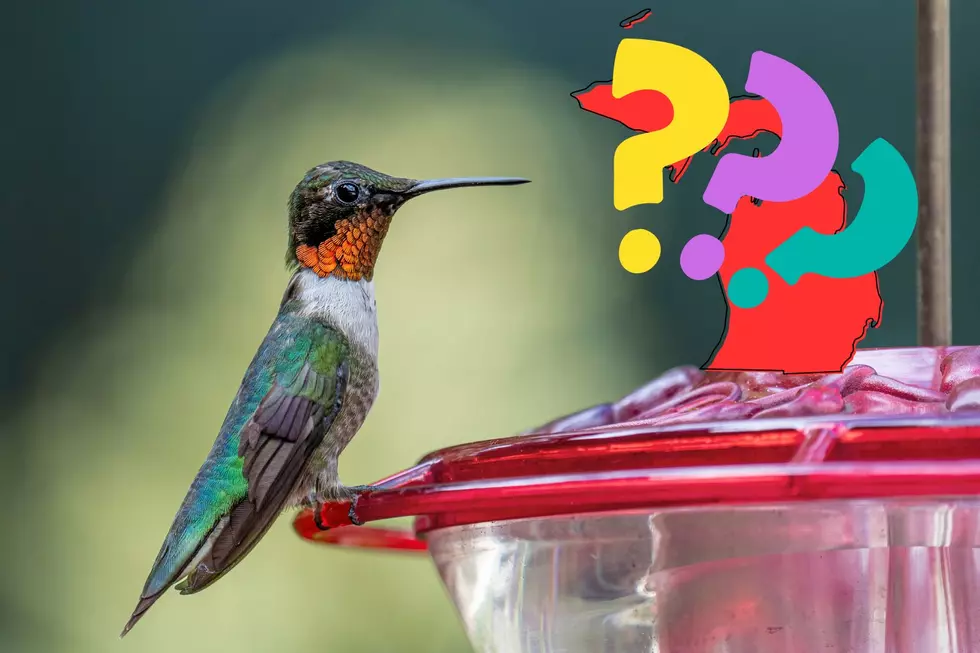 When Should You Put Your Hummingbird Feeder Out in Michigan?