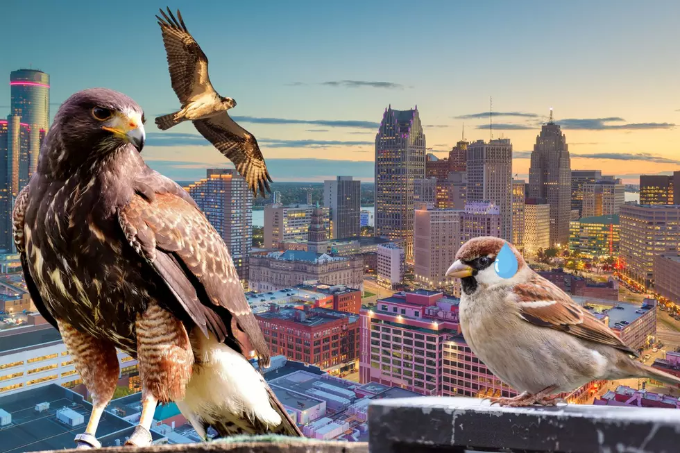 How Detroit is Protecting the 2024 NFL Draft from Bird Poop